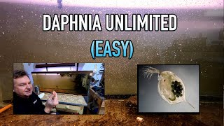 How I Raise Daphnia Water Fleas And You Can Too [upl. by Assilat942]