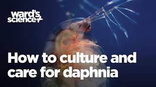 Caring and Culturing for Daphnia [upl. by Eadmund]