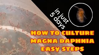 How to Culture Magna Daphnia Easily [upl. by Audres722]