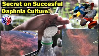 How to Culture Daphnia Successfully [upl. by Cheshire]