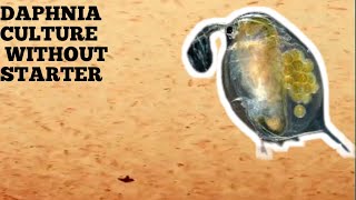 HOW TO CULTURE DAPHNIA NATURALLY WITHOUT A STARTER [upl. by Notaek]