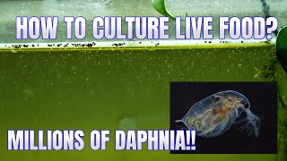 How to Culture Daphnia Secret Method to Breed MILLIONS  Simply Aquatic [upl. by Dorsy]