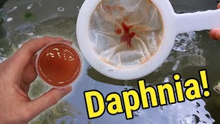 How I Culture Daphnia In Outdoor Tubs [upl. by Obau]