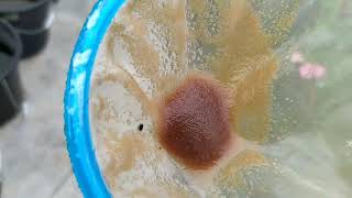 How to culture daphnia moina in a small container Part 1 English Subtitle [upl. by Encrata469]