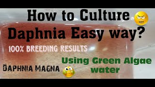 Daphnia MagnaHow to Culture Daphnia Easy wayCulturing Daphnia using Green water Daphnia [upl. by Zilef]