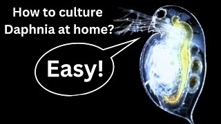 BEST Live Fish Food Beginner guide How to Culture Daphnia at home [upl. by Andrews173]