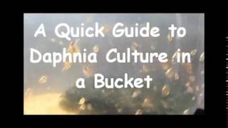 How to culture daphnia outside [upl. by Blinni241]