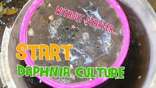 How to culture daphnia moina the easy way 1  Starting the Daphnia culture [upl. by Absa]