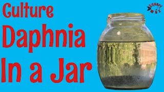 How to Culture Daphnia in a Jar [upl. by Yazbak771]