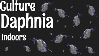 How to Culture Daphnia [upl. by Ias]