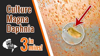 How to culture DAPHNIA MAGNA  The easy way [upl. by Nahtan]