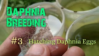 Daphnia Culture made simple and easy 3  Hatching Daphnia eggs [upl. by Eekaz]