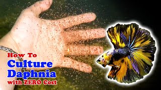 How to Culture Daphnia with ZERO Cost  Unlimited Live Food For Our Fish [upl. by Hgielrebmik878]