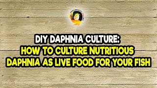 DIY Daphnia Culture How to Culture Nutritious Daphnia as Live Food for Your Fish [upl. by Yrok819]