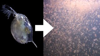 How I Culture Daphnia [upl. by Mahon]