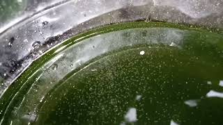 DAPHNIA MOINA CULTURE IN A SMALL BUCKET [upl. by Mond416]