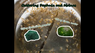 How To Culture Daphnia and Moinas using Green Water Spirulina powder [upl. by Yhtur894]