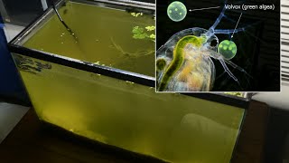 Raising Daphnia for the Freshwater Aquarium [upl. by Iem859]