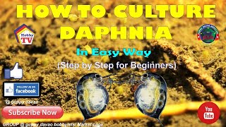 HOW TO CULTURE DAPHNIA In Easy Way [upl. by Ahsinnor]